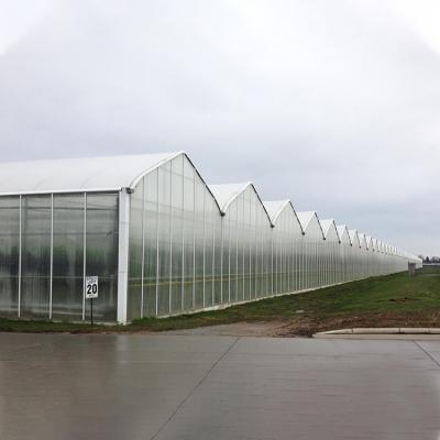 China Commercial Hydroponics Polycarbonate PC Sheet Greenhouse Frames Multi Span for sale