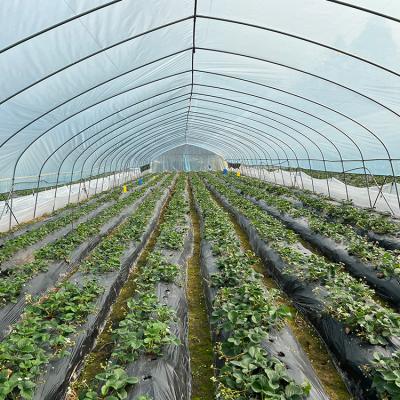 China Commercial Agricultural High Tunnel Plastic Greenhouse Single Span for Tomato for sale