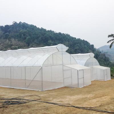China Agriculture Single Span Single Tunnel Umbrella Roof Vent Greenhouse For Hot Area for sale