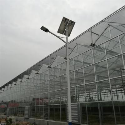 China Multi Span Venlo Glass Greenhouse With Seedbed Hydroponic For Tomato Strawberry for sale