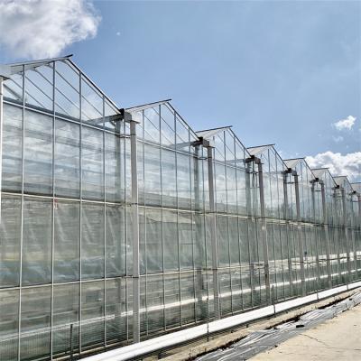 China Chinese Agriculture Tempered Glass Greenhouse Venlo Type Galvanized Commercial for sale