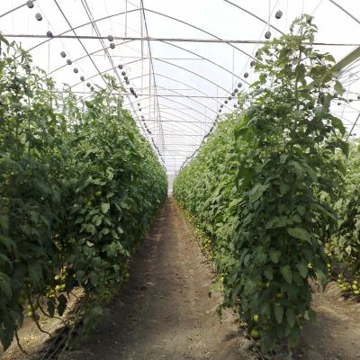 China Vegetables Multispan Poly Tunnel Greenhouse With Cooling Ventilation System for sale