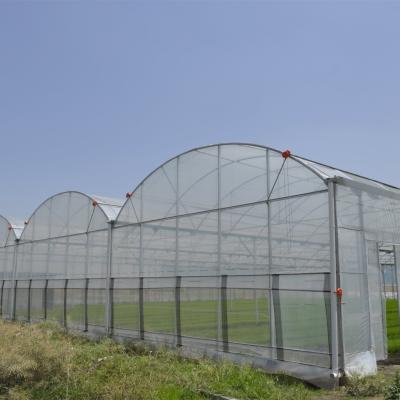 China Anti Insect Net Multi Span Hydroponic Tunnel Plastic Greenhouse For Vegetable for sale