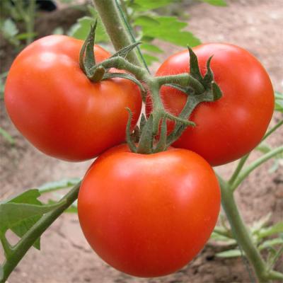 China Película plástica del invernadero del túnel del crecimiento vegetal de tomate que cubre ULTRAVIOLETA tratada en venta