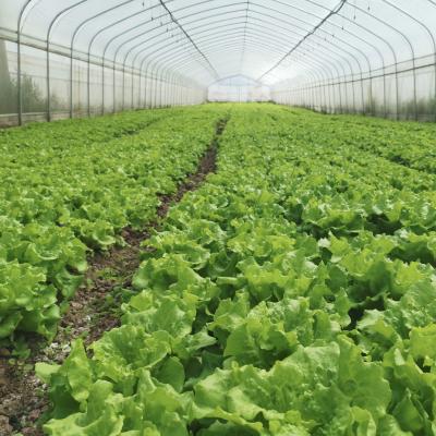 China Hydroponic System Single-span Plastic Film Agriculture Greenhouses Construction For Sale for sale