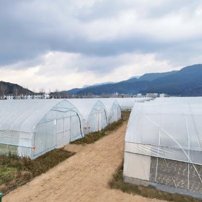 China Irrigation System Productive Single-span greenhouses Agriculture Green House For Sale à venda