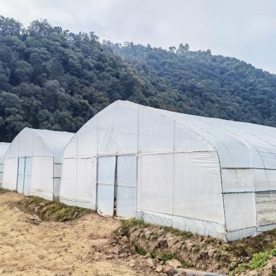 中国 Hot Galvanized Steel Frame Tropical Fruit Grow Greenhouse Commercial Greenhouses For Sale 販売のため