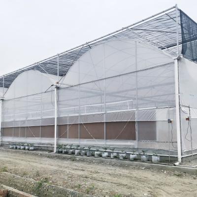 China Hydroponic Growing Systems Greenhouse Low Cost Greenhouse Agriculture Plastic Greenhouse à venda
