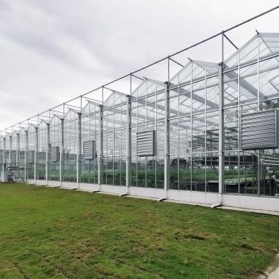 China Multi-Span Greenhouse Duble Plate Glass Galvanized Greenhouse Structure Glass Dutch Greenhouse Vertical for sale