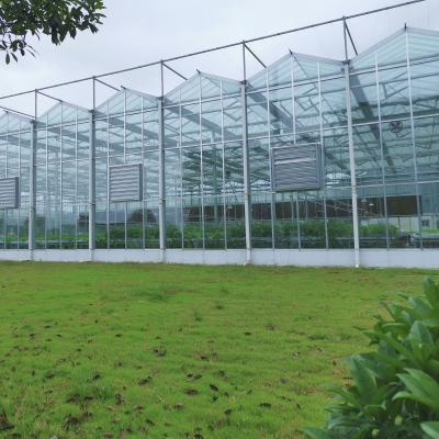China Agriculture Flower Greenhouse Glass Industrial Outdoor Multispan Glass Professional Dutch Greenhouse For Flower Planting for sale