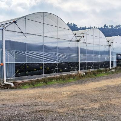 China Rolling Bench Vegetable  High Tunnel Greenhouse Steel Frame Hydroponics Large Span Greenhouse for sale