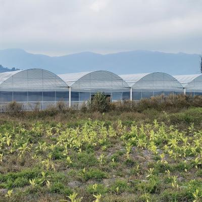 China High Tunnel Large Green House Agricultural Greenhouse Hydroponic Multi-Span Greenhouses à venda