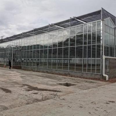 China Multi-span Agricultural Greenhouses Venlo Tempered Glass Greenhouse With Hydroponic Growing System for sale