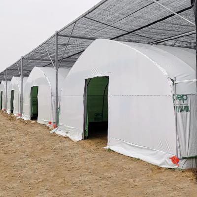 Chine Agriculture Chinese Organic Mushroom Management Greenhouse Single-Span Greenhouses à vendre