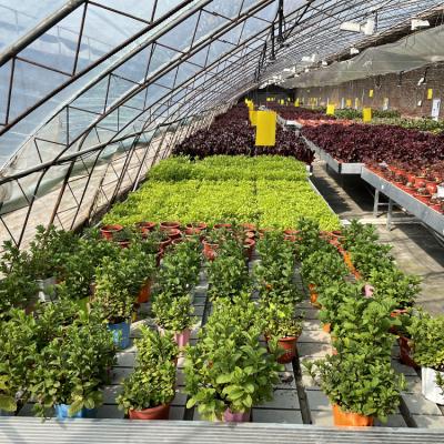 China Automatic Air Circulation Solar Passive Greenhouses Customized à venda