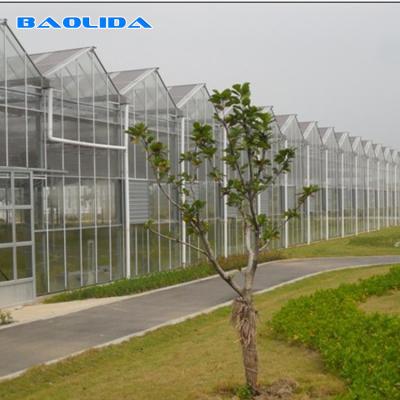 China Commercial Multi Span Greenhouse Venlo Type Glass Covered Agricultural for sale