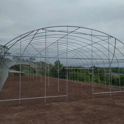 China PE Tunnel Single Span Greenhouse Hot Galvanized Steel Transparent Color for sale