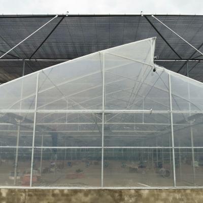 China Multi Span Tunnel Plastic Tomato Greenhouse Stable Structure Prefabricated Multi Span Greenhouse for sale