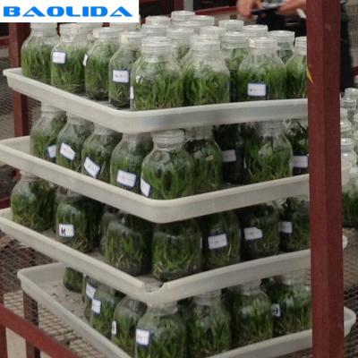 China El invernadero plástico del reflujo del semillero presenta la certificación estable de la estructura ISO9001 en venta