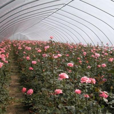 China Flower Tunnel Plastic Greenhouse Vegetable Growing Single Span Greenhouse for sale