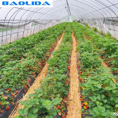 China Galvanized Steel Frame Greenhouse Grown Strawberries Simple Structure for sale