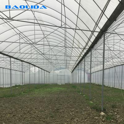 China Large Size Plastic Film Greenhouse / Agriculture Greenhouse 20m - 100m Long for sale