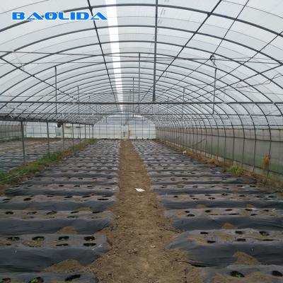 China Vegetables Seeds Plastic Film Greenhouse Ventilated Multi Span Sheet Covering for sale
