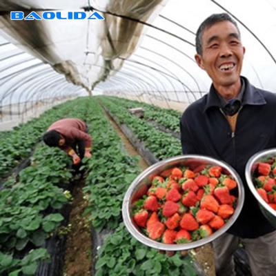 Chine L'immersion chaude d'envergure simple d'agriculture a galvanisé la serre chaude en plastique de tunnel de tuyau pour la fraise à vendre