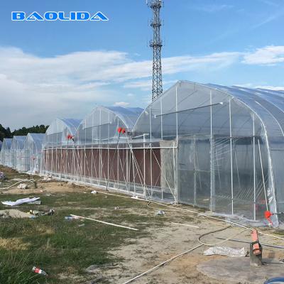 China Prefabricated Tomato Tunnel Multi Span Greenhouse Different Vegetables Support for sale