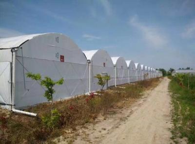 China Invernadero de PEP Three Layer Plastic Tunnel para la transmitencia de la luz corta en venta