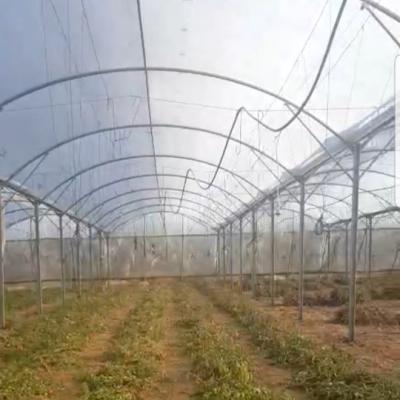 China Clear Sheeting Roof Polythene Cover 80 Microns Multi Span Greenhouse for sale