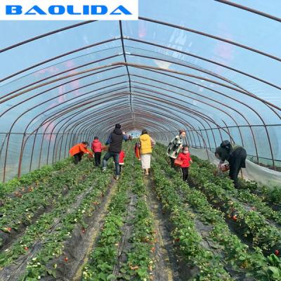 China Strawberry Growing Agricultural Single Span 2m Tunnel Plastic Greenhouse for sale