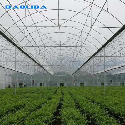 China Agriculture Natural Ventilation Greenhouse Temperature Control Multi Span Greenhouse for sale