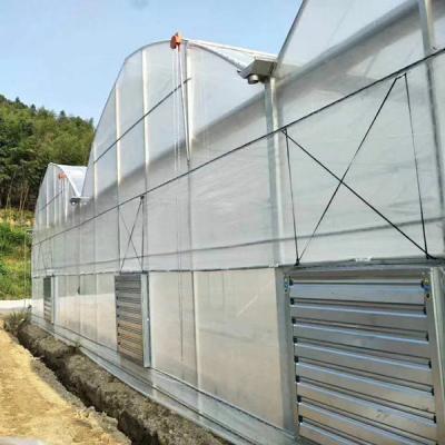 China Automatic Control Polyethylene Film UV Protection Multi Span Greenhouse For Plants Growing for sale