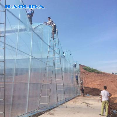 China Seedbed Nursery Multi Span Tunnel Plastic Greenhouse For Strawberry Planting for sale