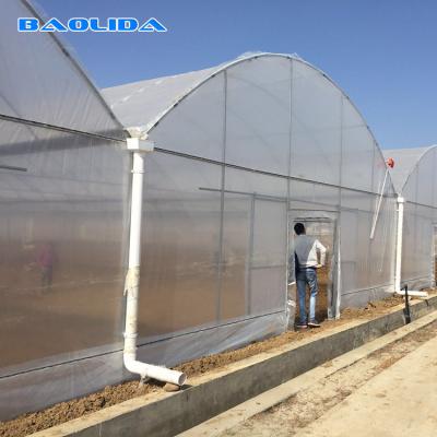 China Wind Resistant Agriculture Plants Growing Hydroponic System Poly Film Multi Span Greenhouse for sale