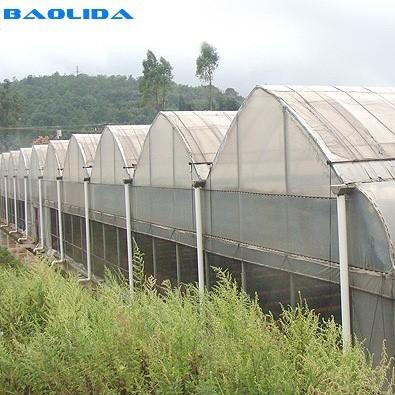 China Gothic Style Multispan High Tunnel Plastic Film Multi Span Greenhouse For Tomato Growing for sale