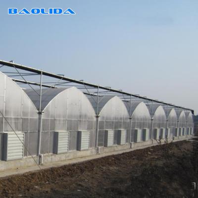 China Multi Span 80 Micro Polyethylene Plastic Tomato Multi Span Greenhouse for sale
