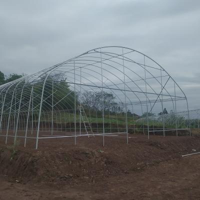 China Agricultural Commercial Industrial 12m Width Anti UV PE Plastic Film Greenhouse For Crops for sale