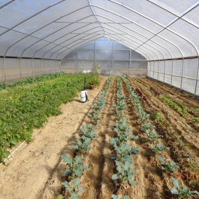 China Invernadero barato del invernadero de hoja de la película palmo plástico agrícola del túnel del solo en venta