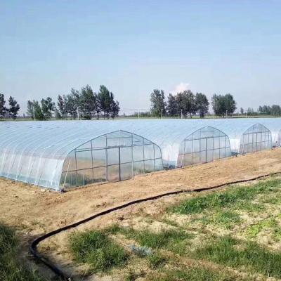 China Width 8m 9m 10m Tunnel Plastic Greenhouse For Vegetables Growing for sale