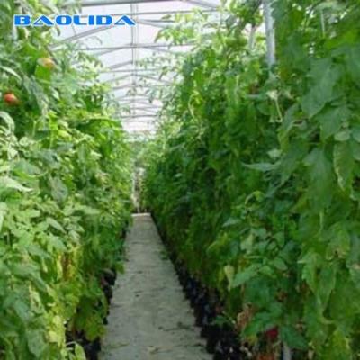 China Ventilation Tempered Glass Hot Galvanized Insulated Venlo Type Greenhouse for sale