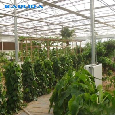 China Galvanized Steel Pipe Automatic Venlo Glass Greenhouse For Botanical Garden for sale