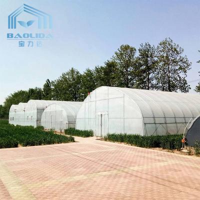 China PE Film Growing Cabbage Agriculture Single-Span 10m Width Tunnel Plastic Greenhouse for sale