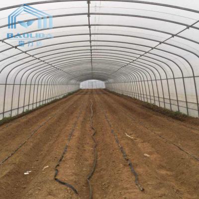 China Agricultural Single Span Tunnel Strawberry PE Greenhouse Tunnel Plastic Greenhouse for sale