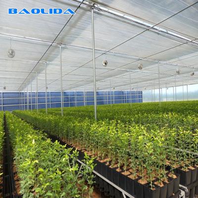 China Galvanized Steel Pipe Agricultural Plastic Film Multi Span Tunnel Greenhouse For Vegetable for sale
