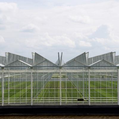 China Garden Winter Cover Mushroom Solar Glass Greenhouse Multi Span Venlo Type Greenhouse for sale
