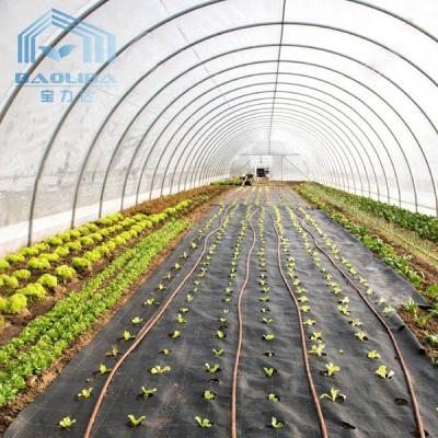 China Single Span Pe Film Tunnel Plastic Greenhouse Hydroponic Agriculture Tunnel Plastic Greenhouse for sale