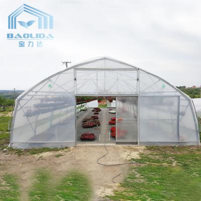 China Plants Growing System Greenhouse Steel Pipe Structure Hoop Tunnel Plastic Greenhouse for sale