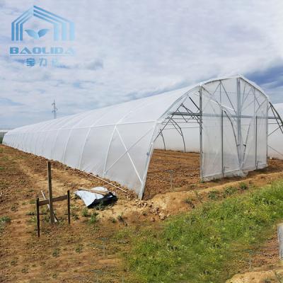 China Tomato Poly Greenhouse Agricultural Tunnel Plastic Greenhouse For Drip Irrigation Equipment for sale